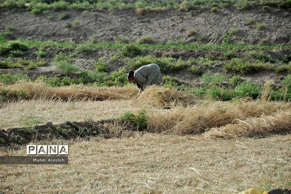 آغاز برداشت گندم از مزارع شهرستان خوسف خراسان جنوبی