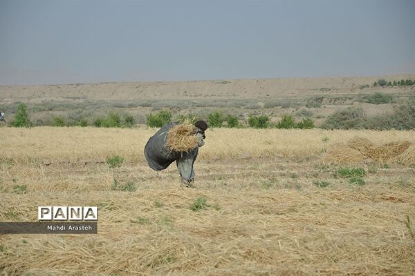آغاز برداشت گندم از مزارع شهرستان خوسف خراسان جنوبی
