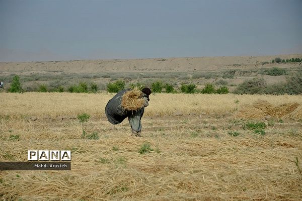 آغاز برداشت گندم از مزارع شهرستان خوسف خراسان جنوبی