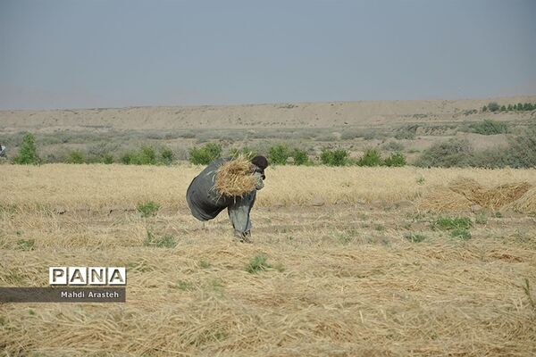 آغاز برداشت گندم از مزارع شهرستان خوسف خراسان جنوبی