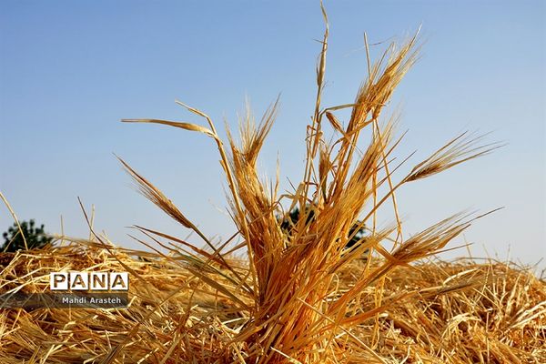 آغاز برداشت گندم از مزارع شهرستان خوسف خراسان جنوبی