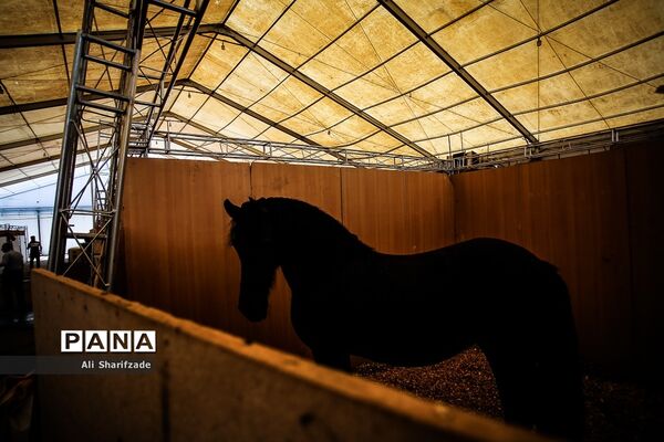 نمایشگاه بین المللی اسب