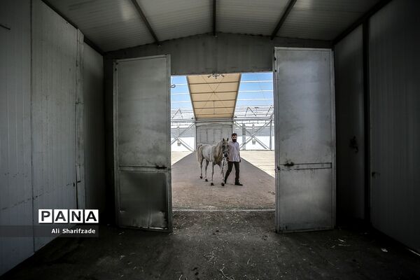 نمایشگاه بین المللی اسب