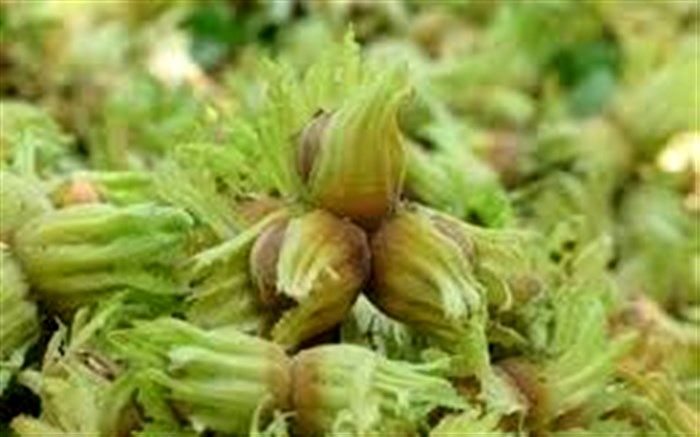 فندق گیلان در آستانه برداشت