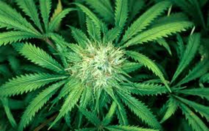 17 هکتار اراضی زیرکشت شاهدانه در آذربایجان غربی شناسایی و امحا شد