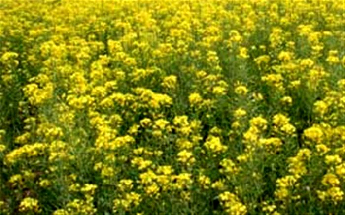 آغاز برداشت کلزا از سطح یک هزا رو ۱۸۰ هکتار از مزارع کشاورزی شهرستان قزوین