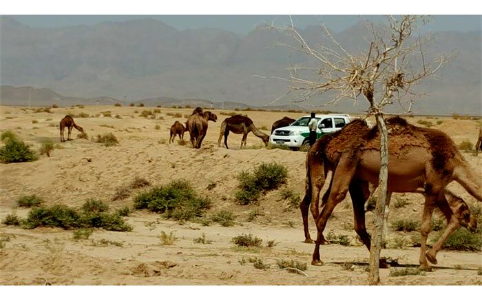 مدیرکل دفتر امور مراتع سازمان جنگل‌ها:‌ ورود شترهای قطری به مراتع ایران کذب است