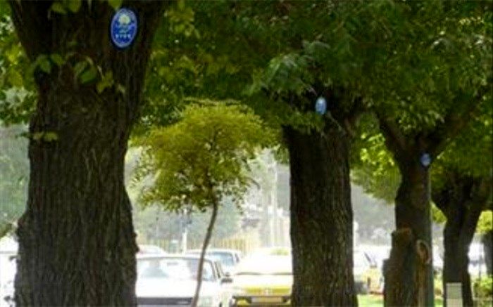 آغاز طرح شناسنامه‌دار کردن درختان سطح تبریز