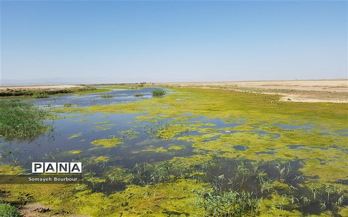 برگزاری نشست کمیته راهبری طرح حفاظت از تالاب‌های ایران