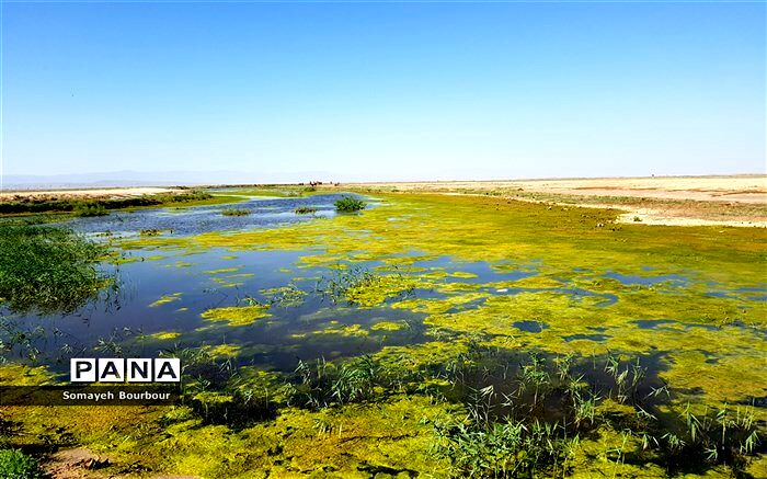 برگزاری نشست کمیته راهبری طرح حفاظت از تالاب‌های ایران