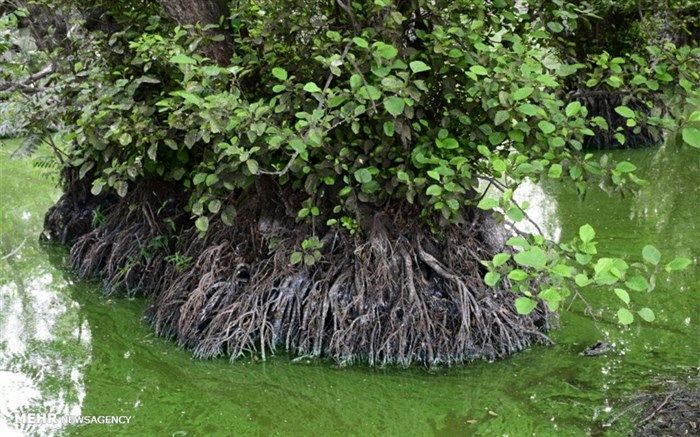 تصاویر/ منظره شگفت‌انگیز آستارا که در حال نابودی‌است!