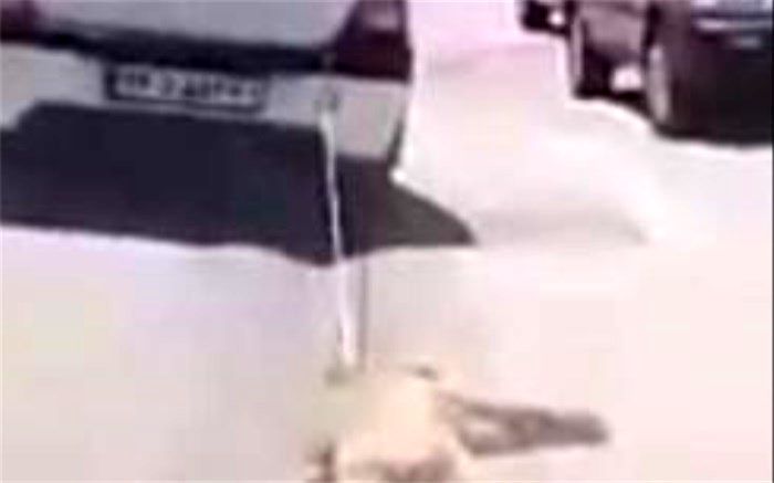 راننده سگ آزار در اردبیل تحت تعقیب قضایی قرار گرفت