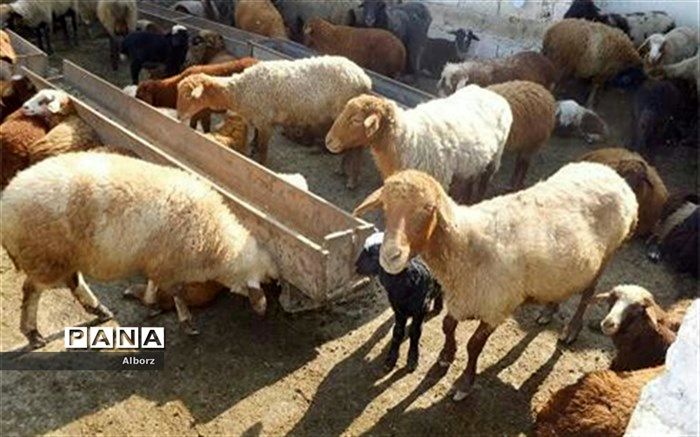 دامدار نمونه البرزی با حمایت کمیته امداد بر سرطان و ورشکستگی غلبه کرد