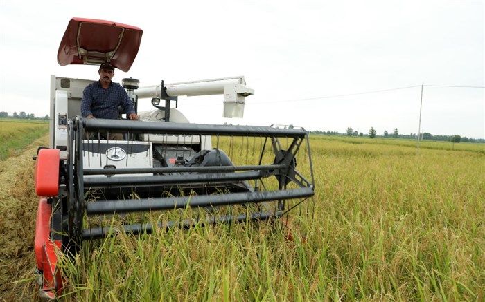 نخستین برداشت مکانیزه برنج کشور در محمودآباد انجام شد