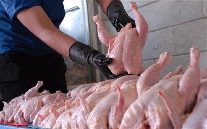 رئیس انجمن تولیدکنندگان مرغ گوشتی ایران:‌ قیمت مرغ باید اصلاح شود