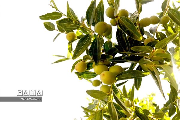 عناب میوه درخت کوچک و گرمسیری