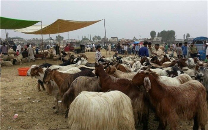 واردات دام زنده به سیستان و بلوچستان کاهش یافته است