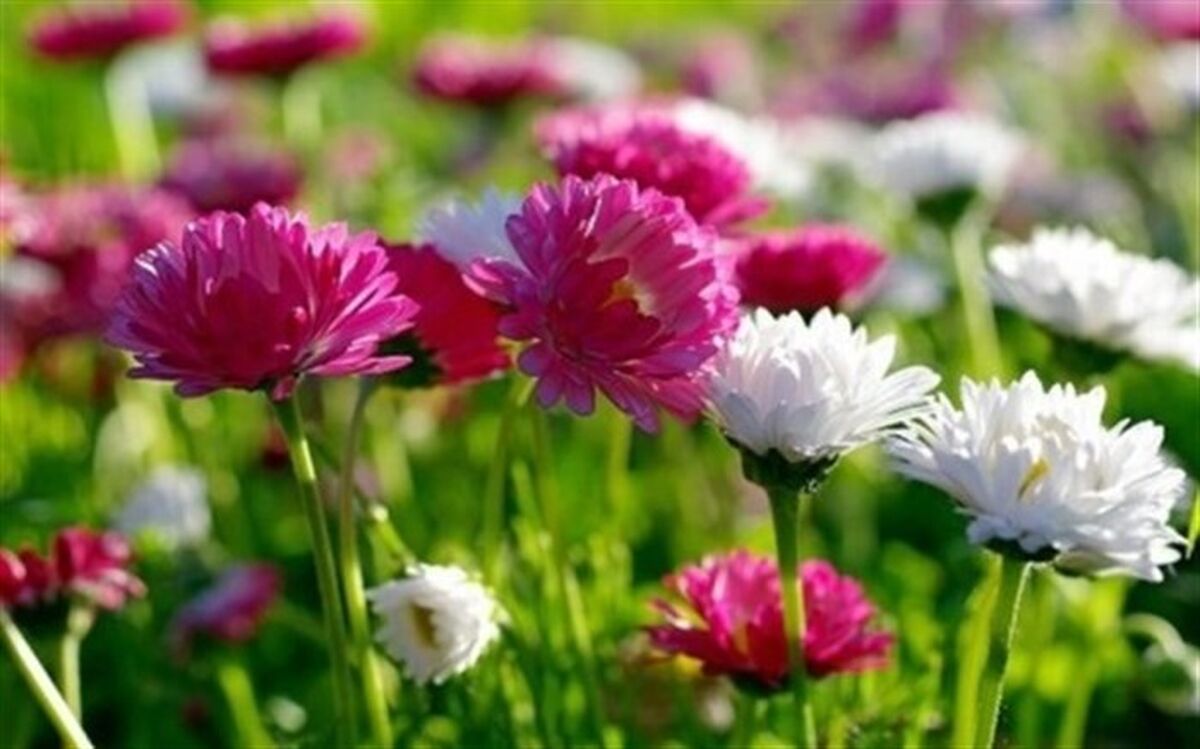 باغ گل‌ها به زودی در شهر اطلسی‌ها راه‌اندازی می‌شود
