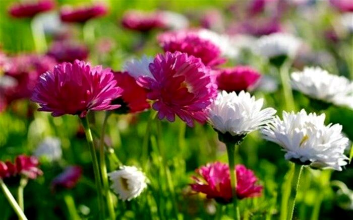 باغ گل‌ها به زودی در شهر اطلسی‌ها راه‌اندازی می‌شود