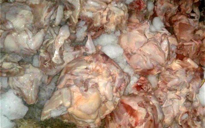 یک تُن و نیم جگر و مرغ غیر قابل مصرف در سقز معدوم شد