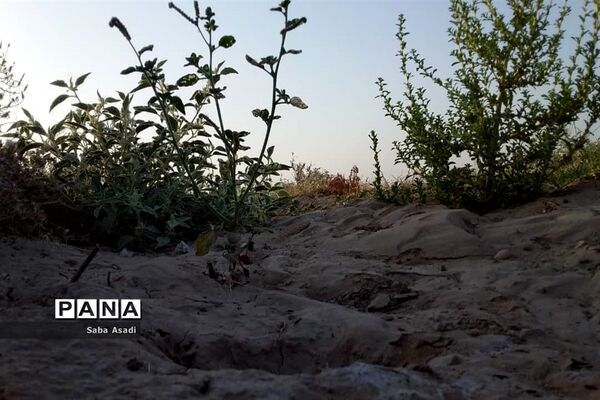 دشت گله دار در حصار خشکسالی