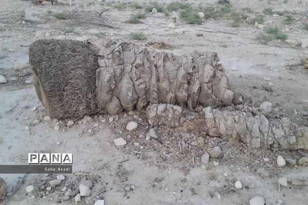 دشت گله دار در حصار خشکسالی