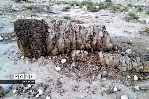 دشت گله دار در حصار خشکسالی