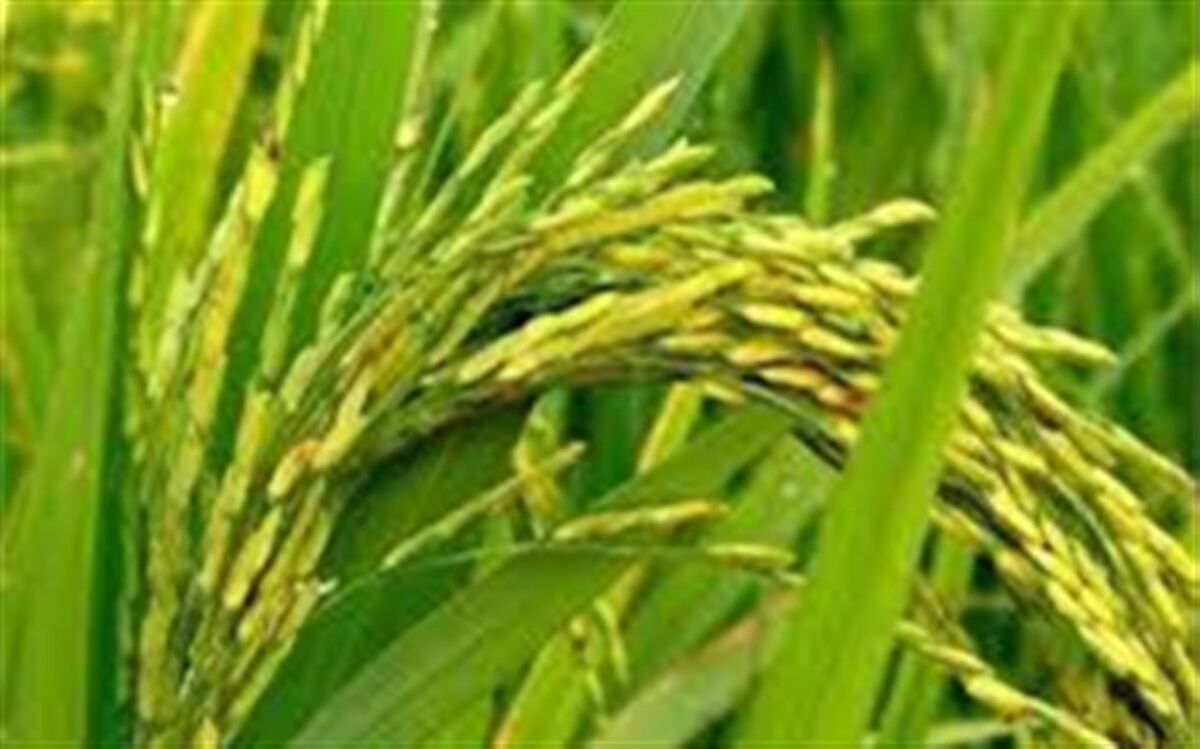 حمایت وزارت جهاد از کشت برنج، فقط در ۲ استان شمالی