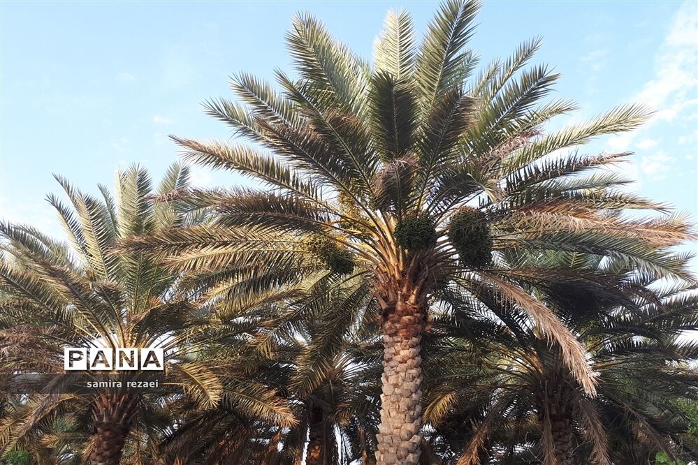 خطر تخریب باغ های میوه در خاوران