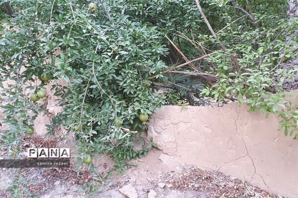خطر تخریب باغ های میوه در خاوران