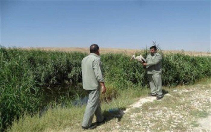 یک قطعه لک لک در تالاب‌ سلدوز نقده رها شد