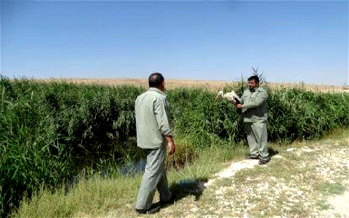 یک قطعه لک لک در تالاب‌ سلدوز نقده رها شد