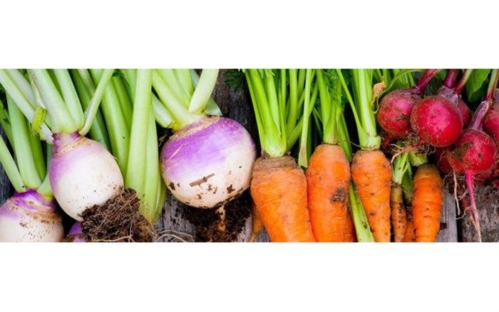 تولید ساختمان‌های محکم‌تر با استفاده از هویج و چغندر!