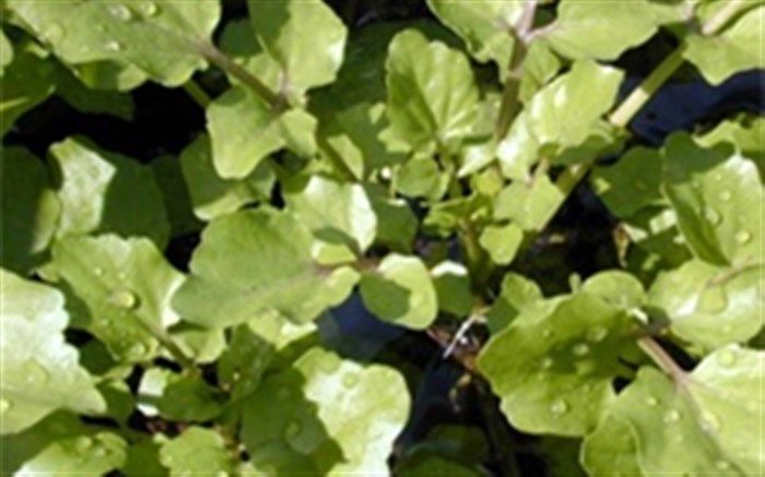 شاه سبزی‌ها را بشناسید که ایرانیان باستان می‌خوردند