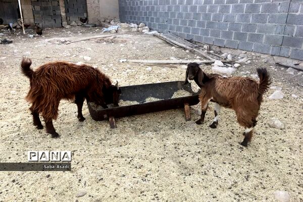 پرورش گوسفند و بره یک سرمایه‌گذاری بی ضرر در گله دار