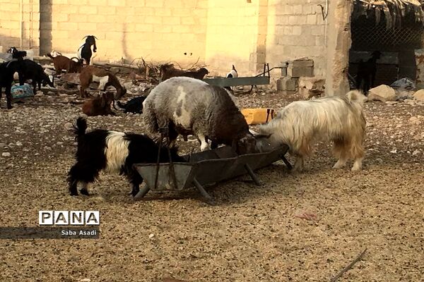 پرورش گوسفند و بره یک سرمایه‌گذاری بی ضرر در گله دار