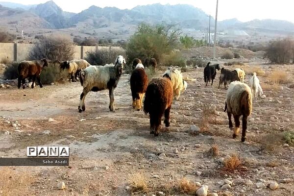 پرورش گوسفند و بره یک سرمایه‌گذاری بی ضرر در گله دار