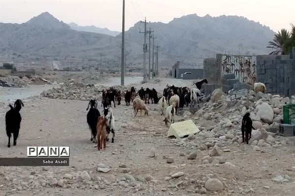 پرورش گوسفند و بره یک سرمایه‌گذاری بی ضرر در گله دار