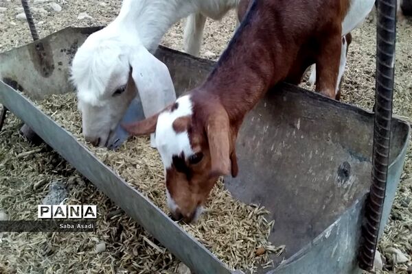 پرورش گوسفند و بره یک سرمایه‌گذاری بی ضرر در گله دار
