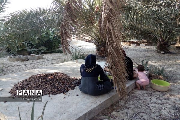 آغاز برداشت رطب و خرما از نخلستان‌های لامِرد فارس