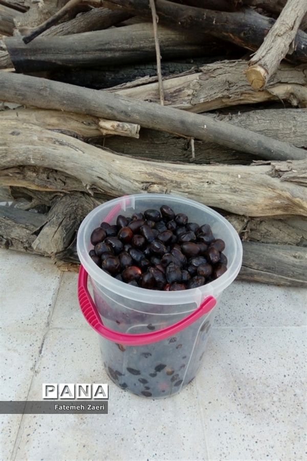 آغاز برداشت رطب و خرما از نخلستان‌های لامِرد فارس