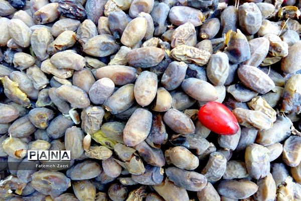 آغاز برداشت رطب و خرما از نخلستان‌های لامِرد فارس