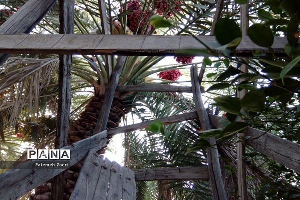 آغاز برداشت رطب و خرما از نخلستان‌های لامِرد فارس