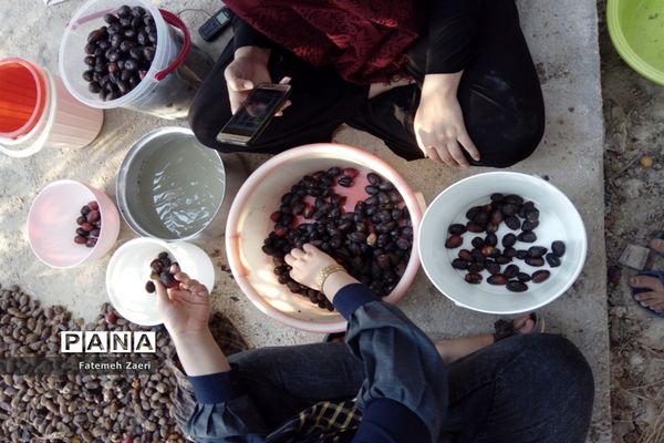 آغاز برداشت رطب و خرما از نخلستان‌های لامِرد فارس