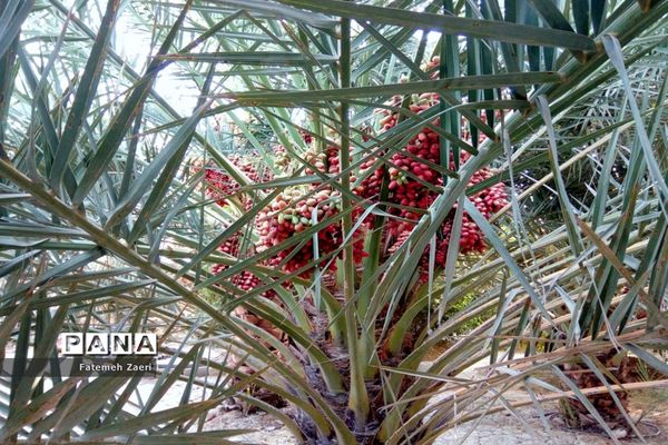 آغاز برداشت رطب و خرما از نخلستان‌های لامِرد فارس