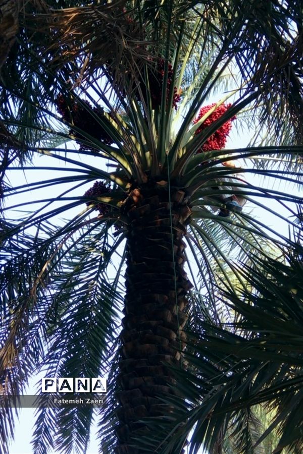 آغاز برداشت رطب و خرما از نخلستان‌های لامِرد فارس