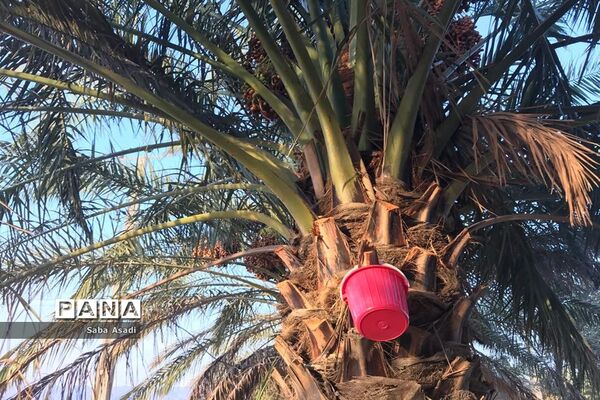 فصل خرماپزان