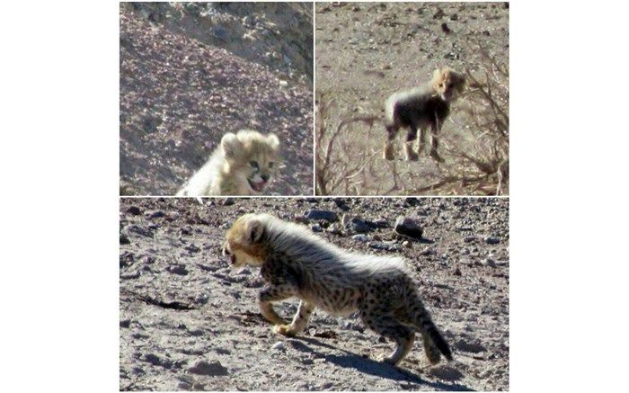 پیش‌نویس فاز سوم پروژه بین‌المللی حفاظت از یوزپلنگ آسیایی تدوین شد