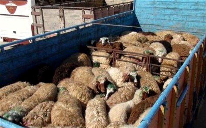 توقیف دو کامیون حامل 125 راس گوسفند قاچاق در زاهدان