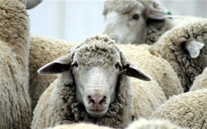 بیش از 110 هزار راس بره پرواری در گلستان آماده عرضه است